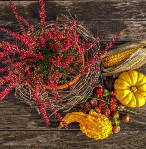 Lessons and Resources to Teach Thanksgiving with Truth and Integrity