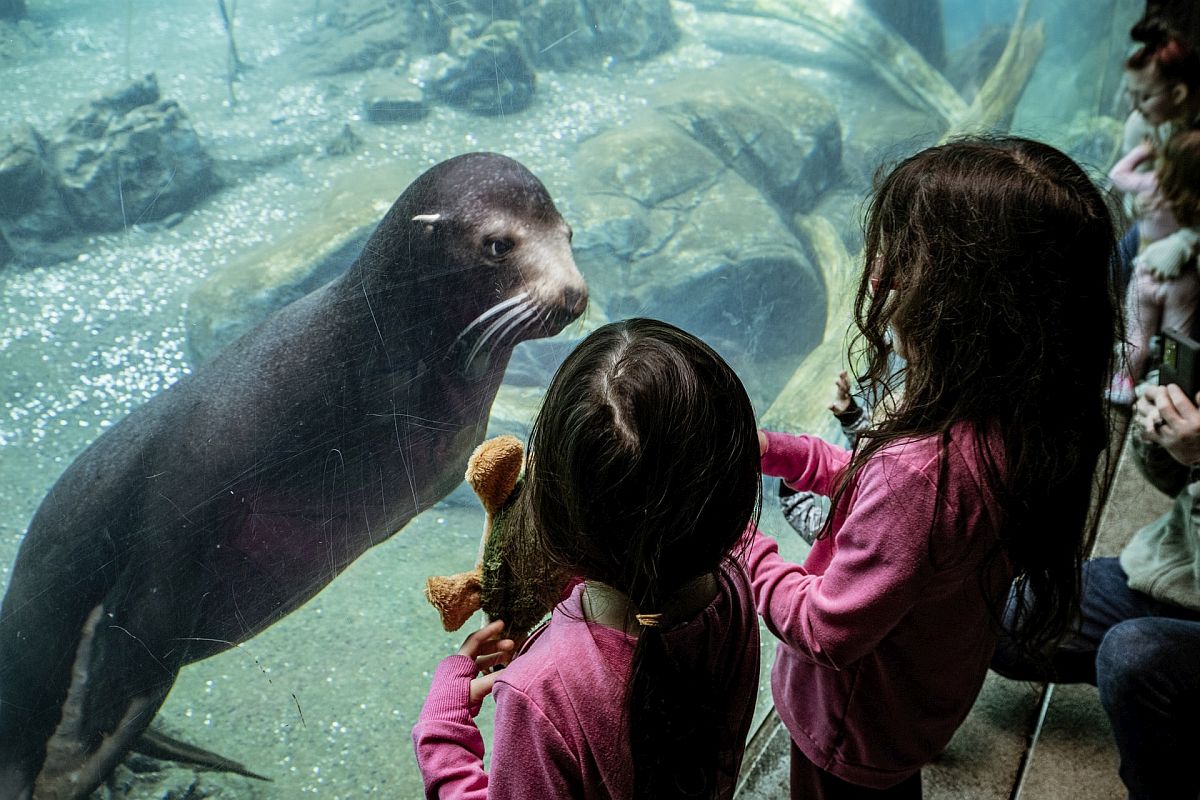 two small childred look at a seal pup through glass at an aquarium; careers lessons plans concept
